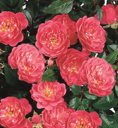 Rosa lovely Fairy - Trosroos