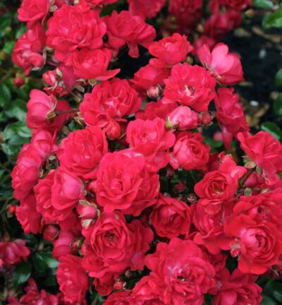Rosa 'the Fairy Queen' - Trosroos