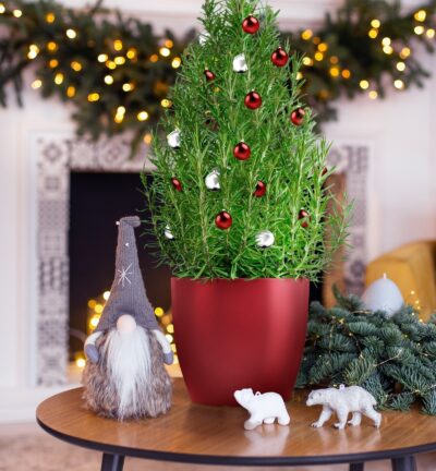 Rosmarinus officinalis 'Christmas Tree' -  Rozemarijn