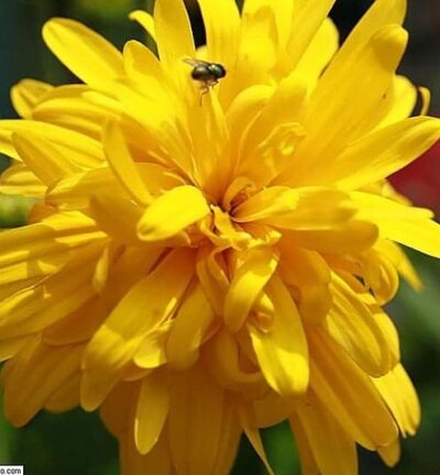 Rudbeckia laciniata 'Goldquelle' - Zonnehoed