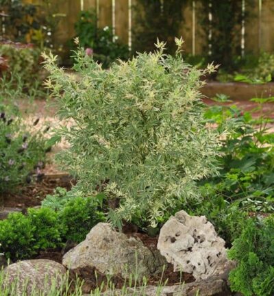 Acer palmatum 'Butterfly' - Japanse Esdoorn