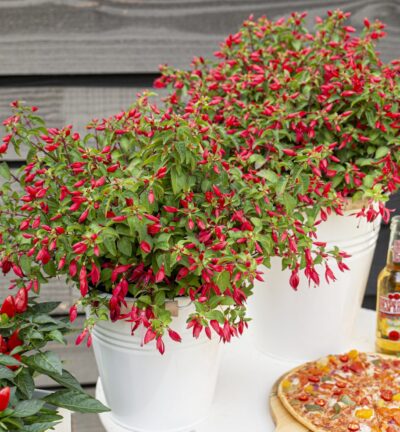 Fuchsia 'Chilli Red' ® - Bellenplant