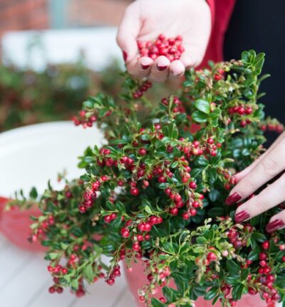 Vaccinium vitis-idaea 'Red Candy' - Vossebes