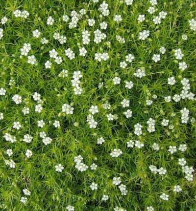 Sagina subulata - Vetmuur