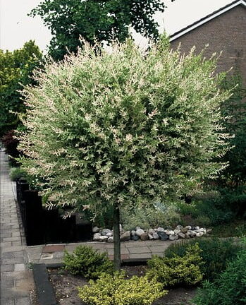 Salix integra 'Hakuro Nishiki' op stam - Bonte Wilg