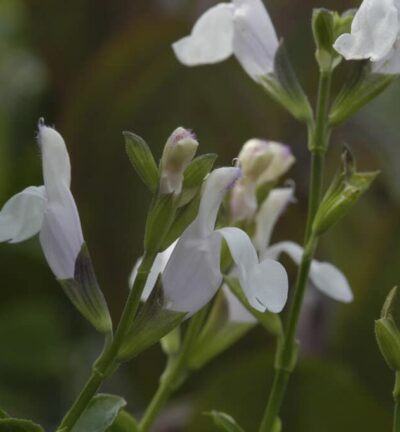Salvia microphylla 'Gletsjer' - C4 liter kweekpot