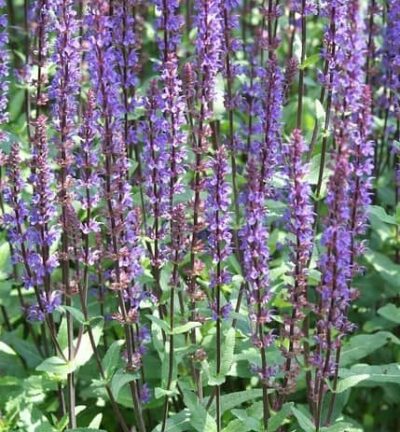 Salvia nemorosa Caradonna - Salie