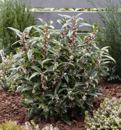Sarcococca hookeriana ´Winter Gem´ - Vleesbes