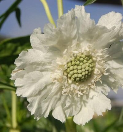 Scabiosa caucasica 'Alba' - Duifkruid