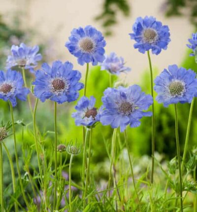 Scabiosa caucasica 'Perfecta' - Duifkruid
