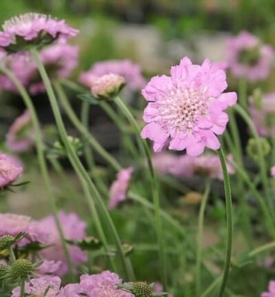Scabiosa columbaria 'Pink Mist' - Duifkruid