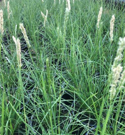 Sesleria Argentea - Blauwgras
