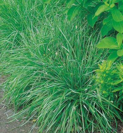 Sesleria 'Caerulea' - Blauwgras