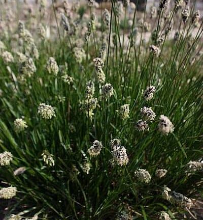 Sesleria 'Heufleriana' - Blauwgras