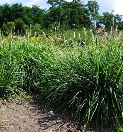 Sesleria 'Autumnalis' - Blauwgras