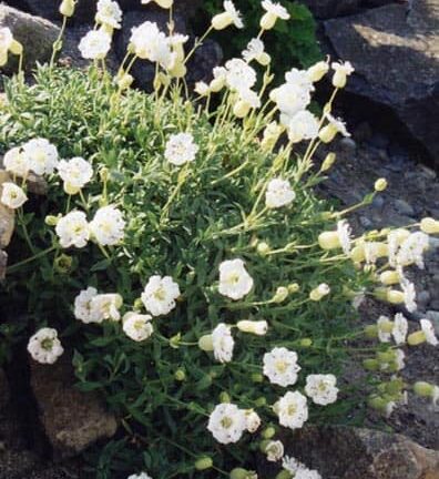 Silene maritima 'Weisskelchen' - Lijmkruid