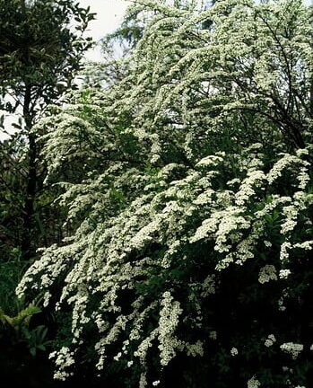 Spiraea arguta - Spierstruik