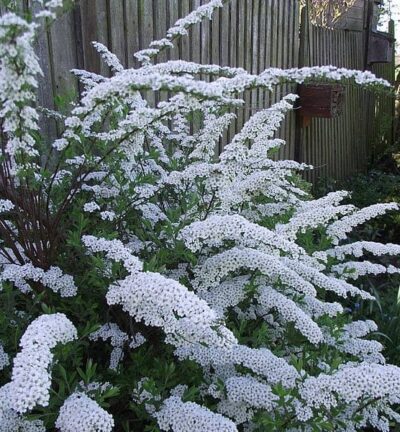 Spiraea cinerea 'Grefsheim' - Spierstruik