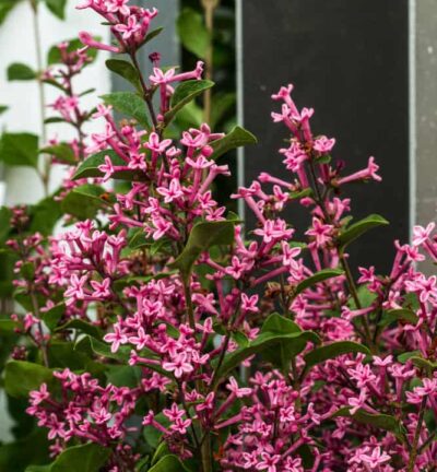 Syringa bloomerang 'Pink Perfume' - Dwergsering