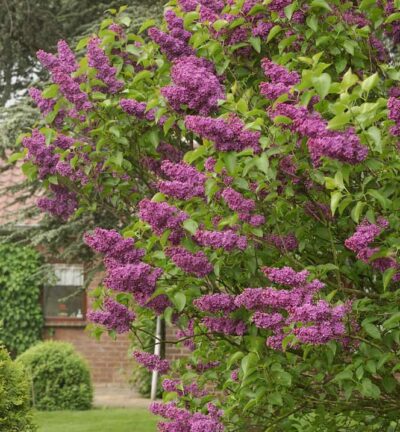 Syringa vulgaris 'Andenken an Ludwig Späth' - Sering