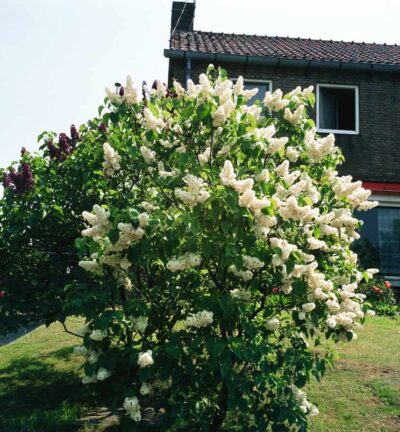 Syringa vulgaris 'Madame Lemoine' - Sering