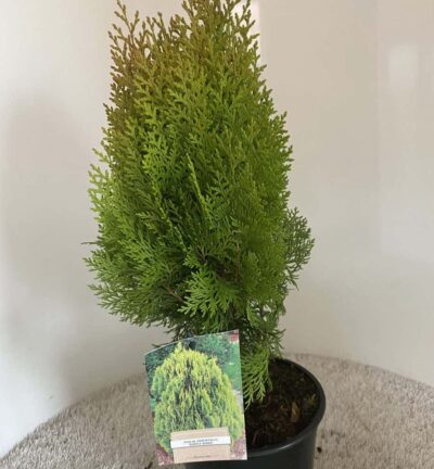 Thuja orientalis 'Aurea Nana' - Oosterse levensboom