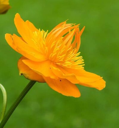 Trollius chinensis 'Golden Queen' - Kogelbloem