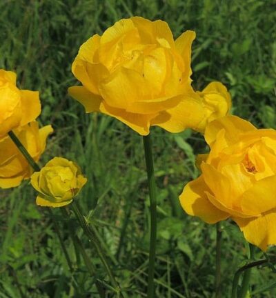 Trollius europaeus - Kogelbloem