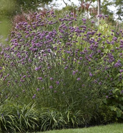 Verbena bonariensis - IJzerhard