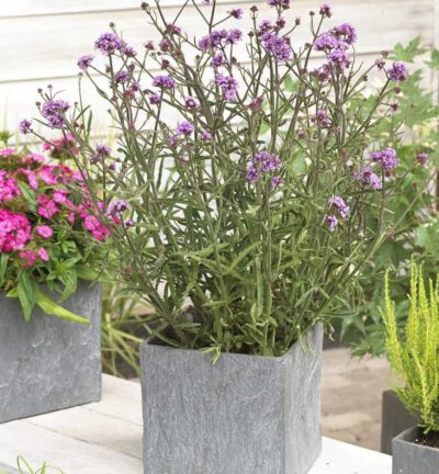 Verbena bonariensis 'Lollipop' - IJzerhard
