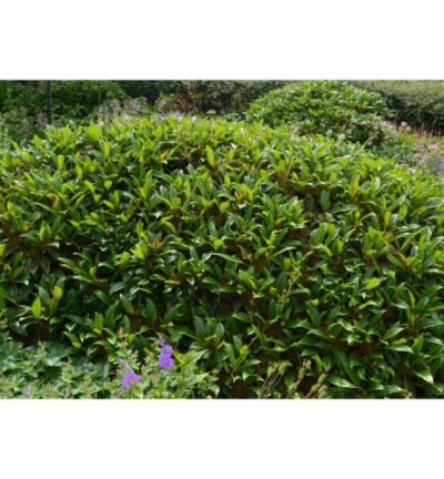 Viburnum davidii - Sneeuwbal