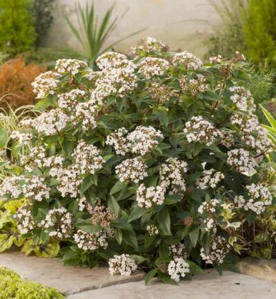 Viburnum tinus 'Eve Price' - Sneeuwbal