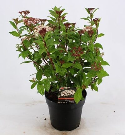 Viburnum tinus 'Ladybird' - Sneeuwbal