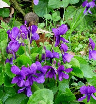 Viola odorata - Maarts Viooltje