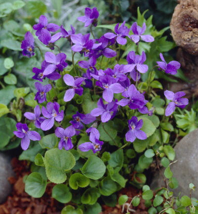 Viola odorata ´Konigin Charlotte´ - Maarts Viooltje