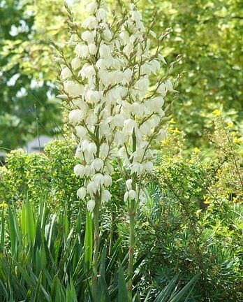 Yucca filamentosa - Palmlelie