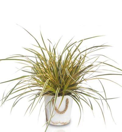 Carex morrowii EverColor® 'Everglow' - Zegge