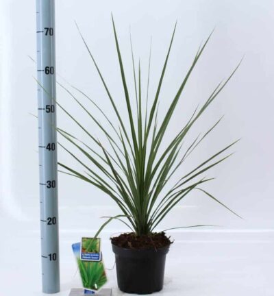 Cordyline australis 'Atlantic Green' - Koolpalm
