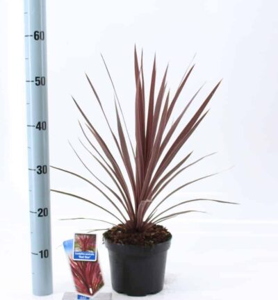 Cordyline australis 'Red Star' - Koolpalm