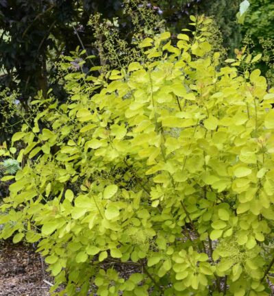 Cotinus coggygria 'Golden Lady' - Pruikenboom