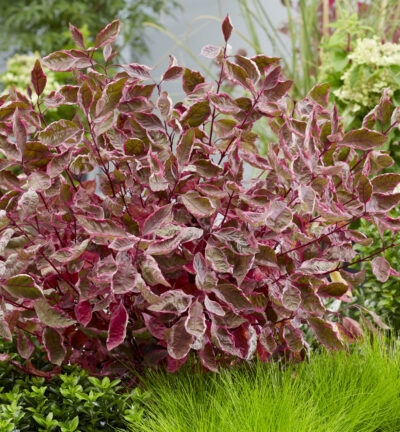 Cornus alba 'Miracle' - Kornoelje