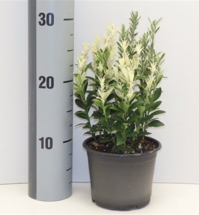 Euonymus japonica 'Francien' - Kardinaalsmuts