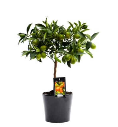 Citrus Kumquat in Roma keramiek (zwart) - Dwergsinasappel ↕50cm