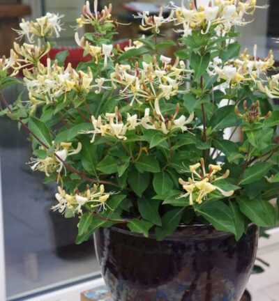Lonicera periclymenum 'Blond & Beyond' - Kamperfoelie