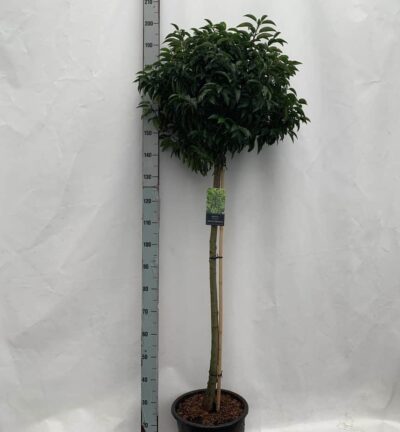 Prunus lusitanica Angustifolia -  Portugese Laurierkers op 100cm stam