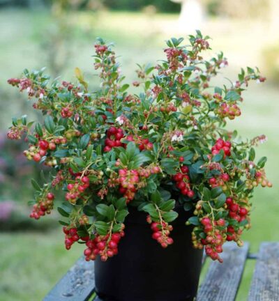 Vaccinium vitis-idaea 'Fireballs' - Vossebes