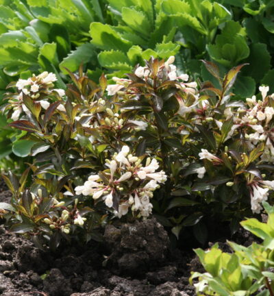 Weigela florida 'Black and White' - Weigelia