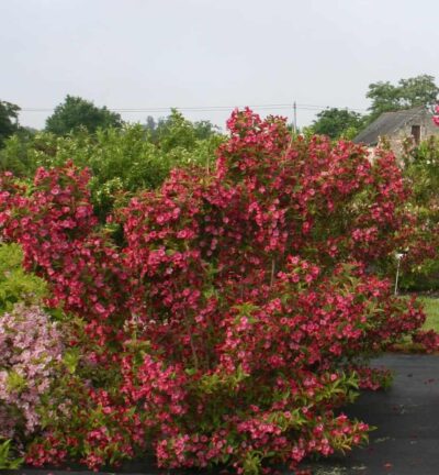 Weigela florida ´Moulin Rouge´ (Brigela) - Weigelia