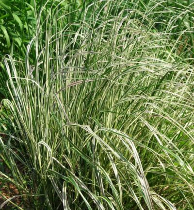 Calamagrostis acutiflora 'Overdam' - Bont Struisriet