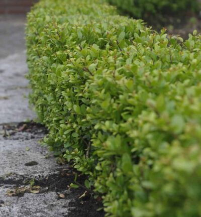 Ilex crenata Dark Green (kluit) - Japanse Hulst